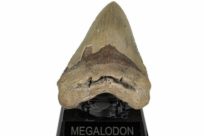 Fossil Megalodon Tooth - North Carolina #200242
